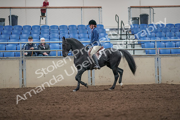 2019 Morgan Horse Show - Aug 31, 2019 - 07232
