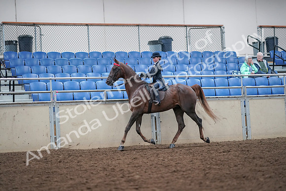 2019 Morgan Horse Show - Aug 30, 2019 - 17819