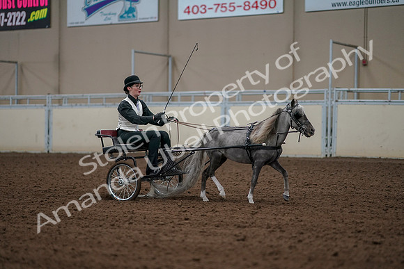 2019 Morgan Horse Show - Aug 30, 2019 - 13417