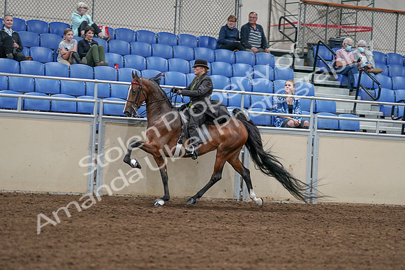 2020 - AB Morgan Horse - Fri, Sept 04 - 09759