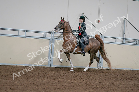 2020 - AB Morgan Horse - Fri, Sept 04 - 09598