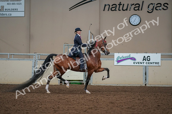 2019 Morgan Horse Show - Aug 30, 2019 - 25306