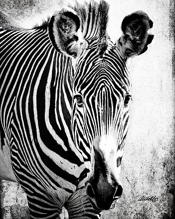 Zoo - 012