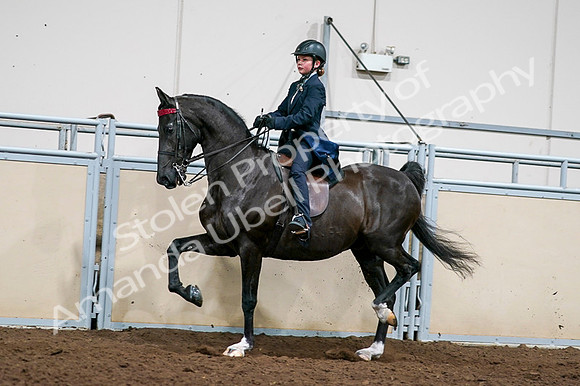 2020 - AB Morgan Horse - Fri, Sept 04 - 03231