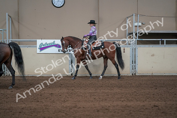 2019 Morgan Horse Show - Sept 01, 2019 - 06876