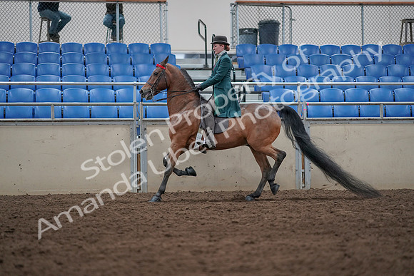 2019 Morgan Horse Show - Sept 01, 2019 - 13225
