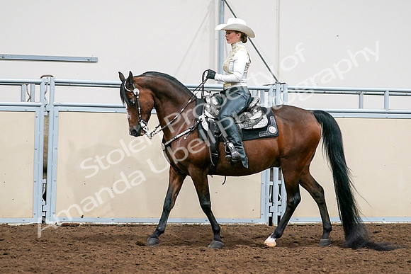 2020 - AB Morgan Horse - Sat, Sept 05 - 08984