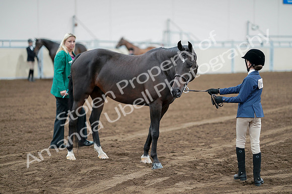 2020 - AB Morgan Horse - Fri, Sept 04 - 00778