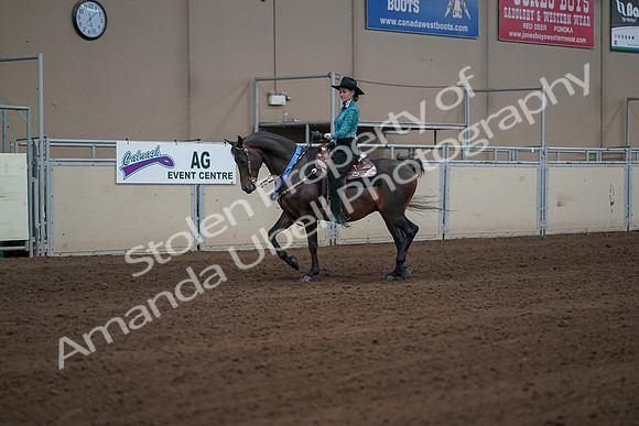 2019 Morgan Horse Show - Sept 01, 2019 - 07292