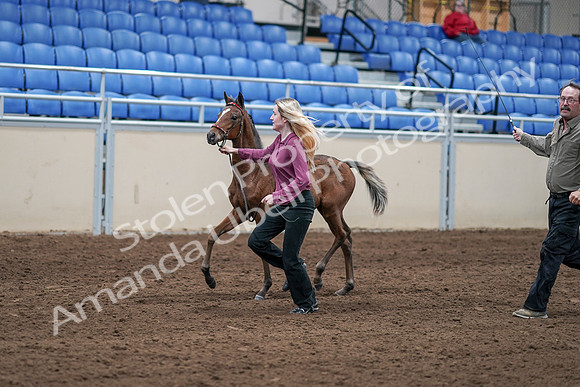 2020 - AB Morgan Horse - Sat, Sept 05 - 00468
