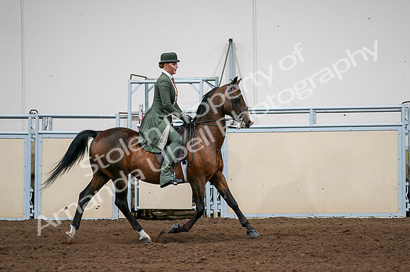 2020 - AB Morgan Horse - Fri, Sept 04 - 03381