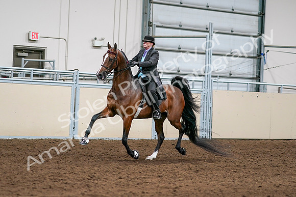 2020 - AB Morgan Horse - Sat, Sept 05 - 12978