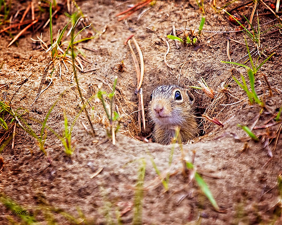 NA Wild Animals - 023
