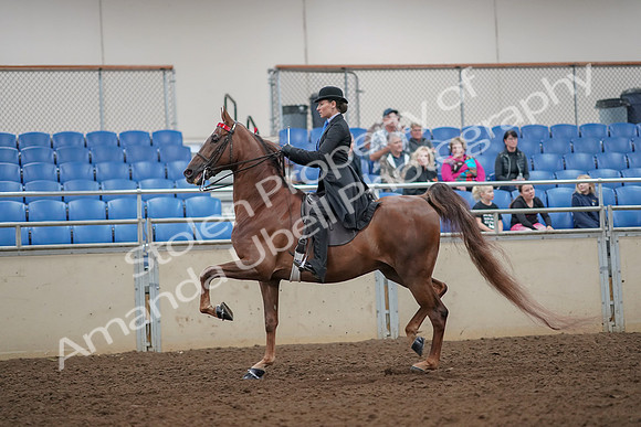 2019 Morgan Horse Show - Aug 30, 2019 - 25054