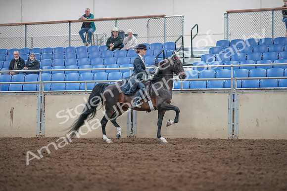 2019 Morgan Horse Show - Aug 31, 2019 - 08917