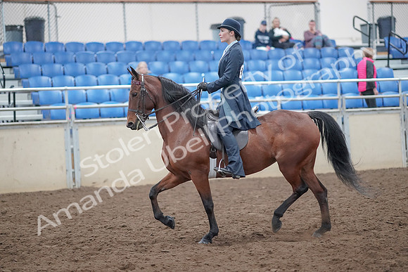 2019 Morgan Horse Show - Aug 31, 2019 - 18021