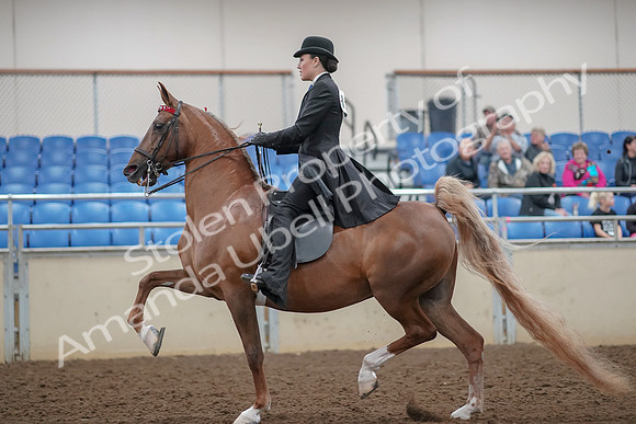 2019 Morgan Horse Show - Aug 30, 2019 - 25000