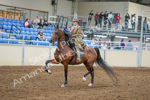 2020 - AB Morgan Horse - Sat, Sept 05 - 07945