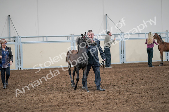 2020 - AB Morgan Horse - Sat, Sept 05 - 00476