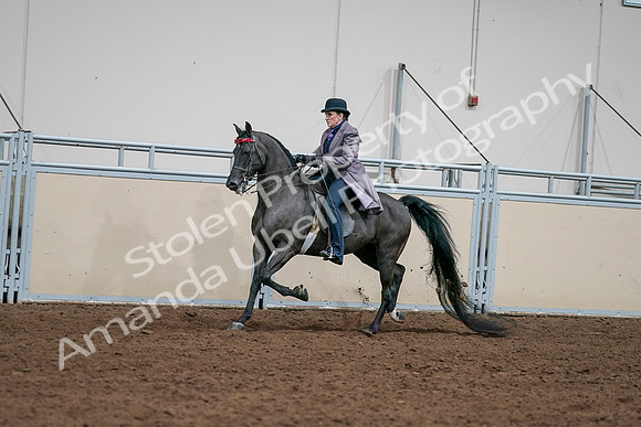 2020 - AB Morgan Horse - Sat, Sept 05 - 13698