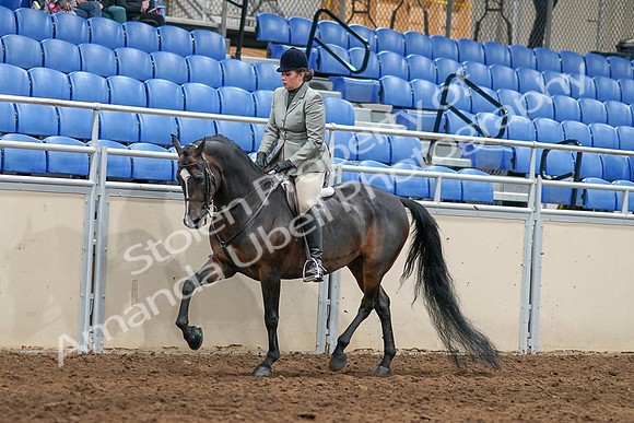 2020 - AB Morgan Horse - Sat, Sept 05 - 14473