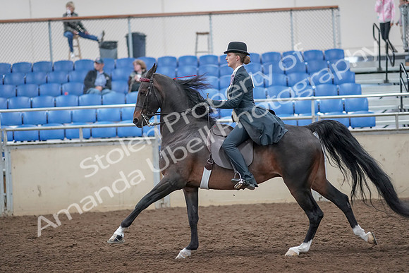 2019 Morgan Horse Show - Aug 31, 2019 - 08829