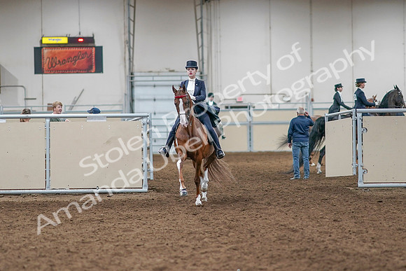 2020 - AB Morgan Horse - Sat, Sept 05 - 11352