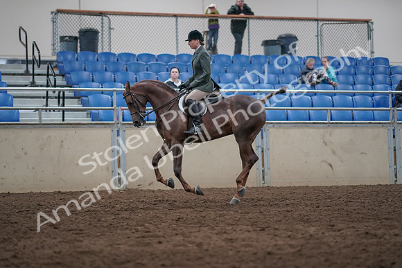 2019 Morgan Horse Show - Sept 01, 2019 - 08753
