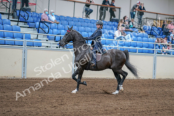 2020 - AB Morgan Horse - Fri, Sept 04 - 06982