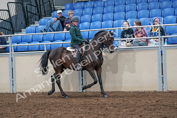 2020 - AB Morgan Horse - Sat, Sept 05 - 05150