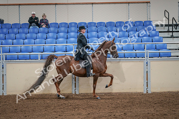 2020 - AB Morgan Horse - Fri, Sept 04 - 08045