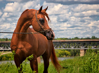 Arabians - 057