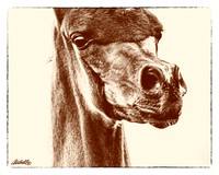 Arabians - 081