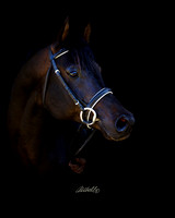 Arabians - 082
