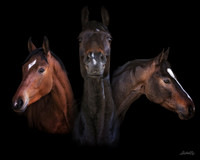 Tri Horse Portrait