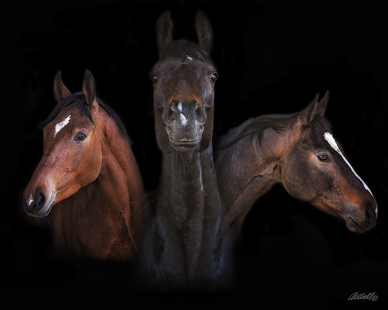 Tri Horse Portrait