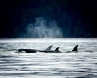 2018 Campbell River - Sept, 2018 - 05020