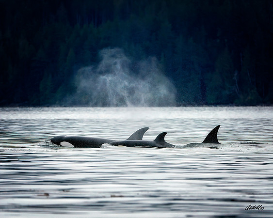 2018 Campbell River - Sept, 2018 - 05020