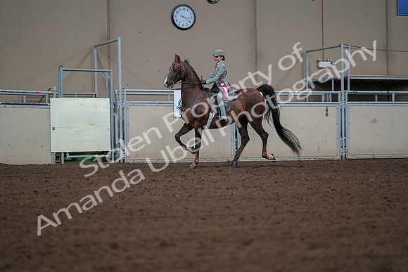 2019 Morgan Horse Show - Aug 30, 2019 - 18224