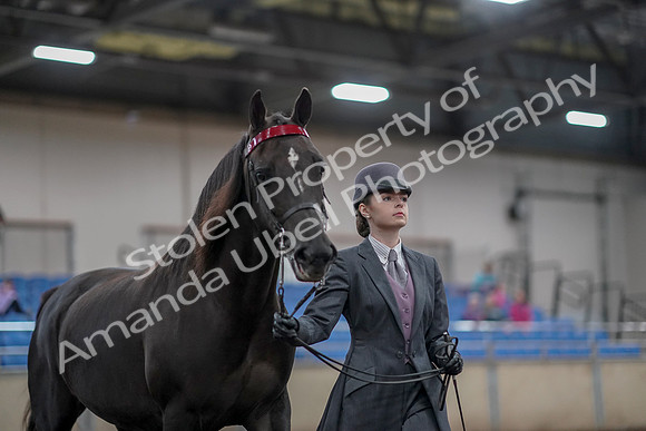 2019 Morgan Horse Show - Aug 31, 2019 - 01981