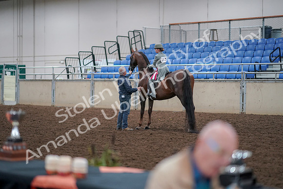 2019 Morgan Horse Show - Aug 30, 2019 - 18206