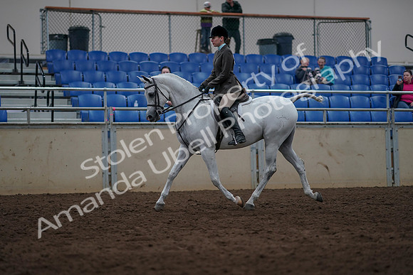2019 Morgan Horse Show - Sept 01, 2019 - 08562