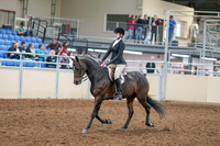 2020 - AB Morgan Horse - Sat, Sept 05 - 14200