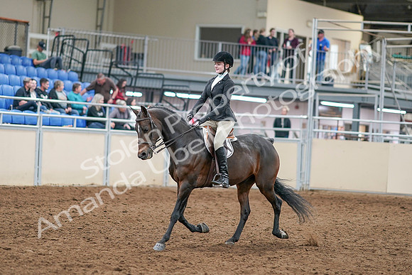 2020 - AB Morgan Horse - Sat, Sept 05 - 14200