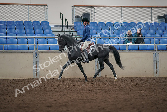 2019 Morgan Horse Show - Aug 31, 2019 - 07281