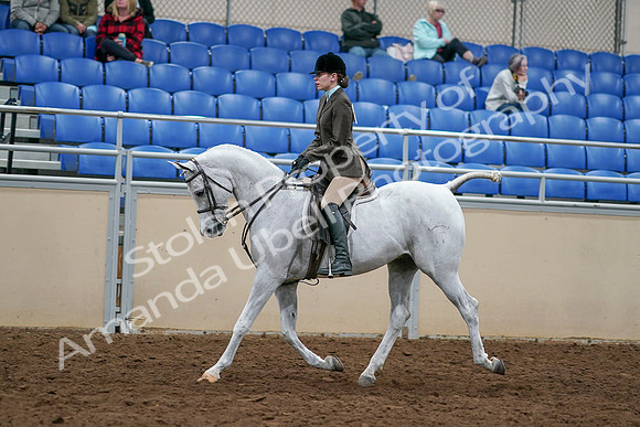 2020 - AB Morgan Horse - Sat, Sept 05 - 14441