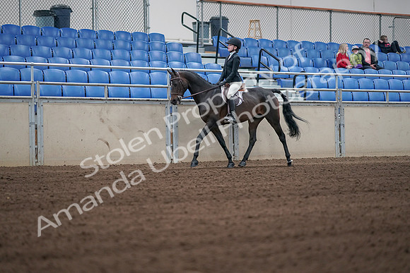 2019 Morgan Horse Show - Sept 01, 2019 - 03695