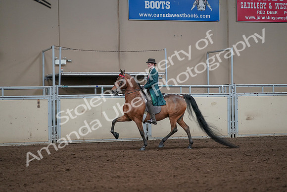 2019 Morgan Horse Show - Sept 01, 2019 - 13183
