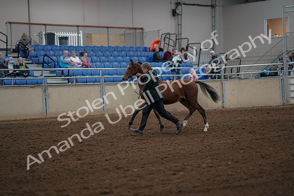 2019 Morgan Horse Show - Aug 30, 2019 - 25538