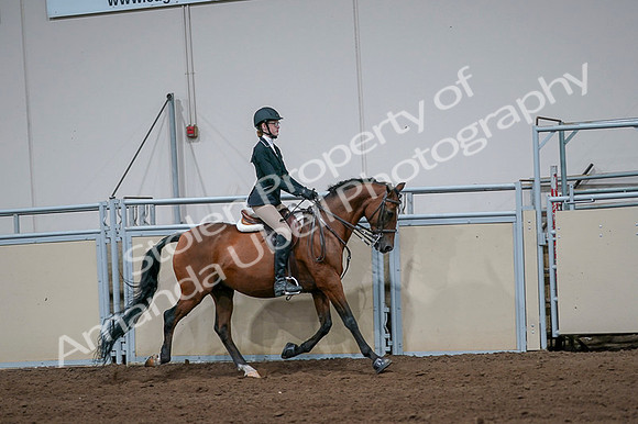 2020 - AB Morgan Horse - Fri, Sept 04 - 06012